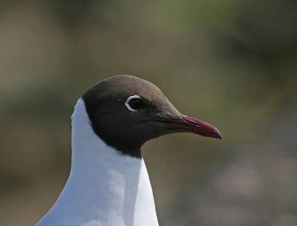 Black-headed Gull close-up — Stock Photo, Image