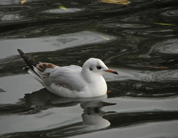 Black-headed Gull reflection — Stock Photo, Image