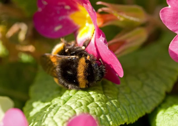 Пчелиный и паразитный клещ — стоковое фото
