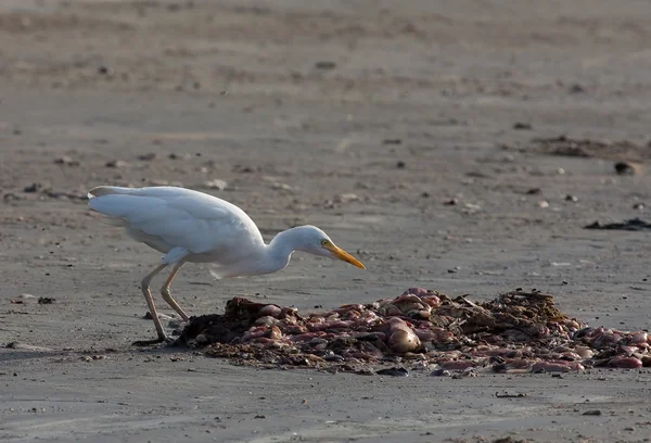 Cattle Egret on Tanji Beach — Stock Photo, Image