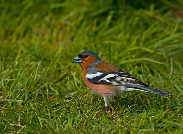 Common Chaffinch — Stock Photo, Image