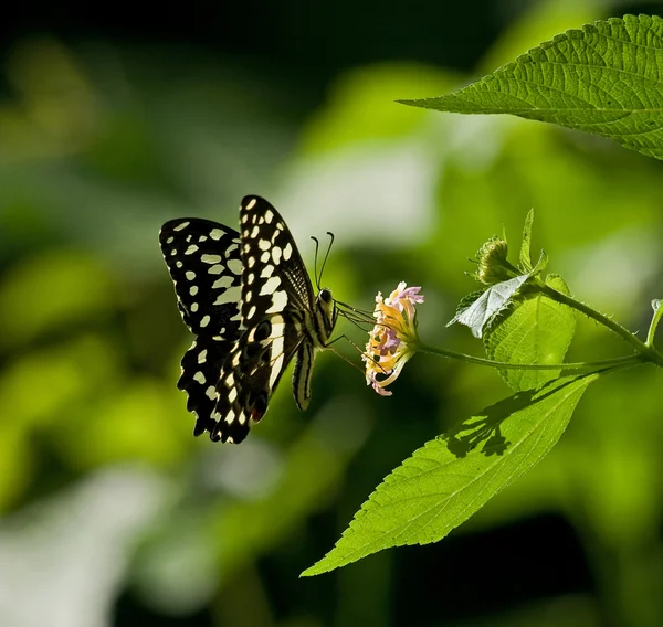 Zitrusschwalbenschwanz-Schmetterling — Stockfoto