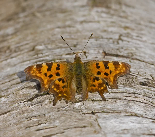 Komma Schmetterling ruht auf Baumstamm — Stockfoto