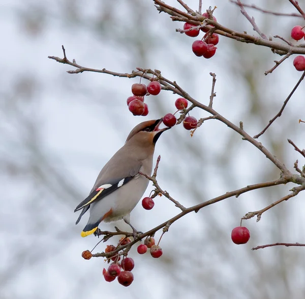 Bohemian Waxwing eating berry 스톡 사진