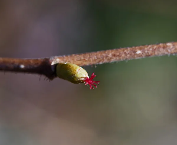 Fleur de noisette femelle — Photo
