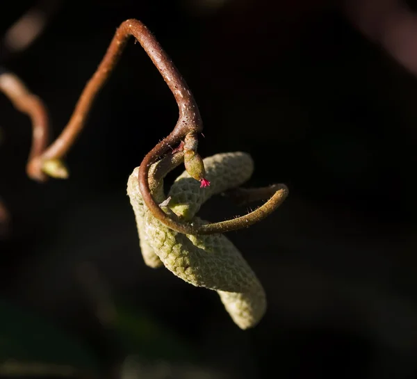 ハシバミの花 — ストック写真