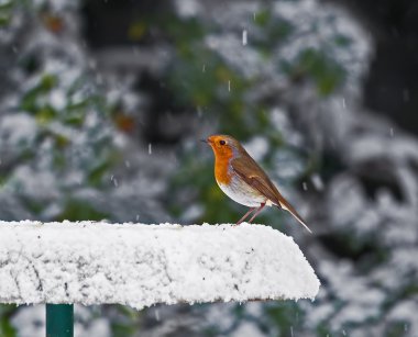 Robin on Snowy Feeder clipart