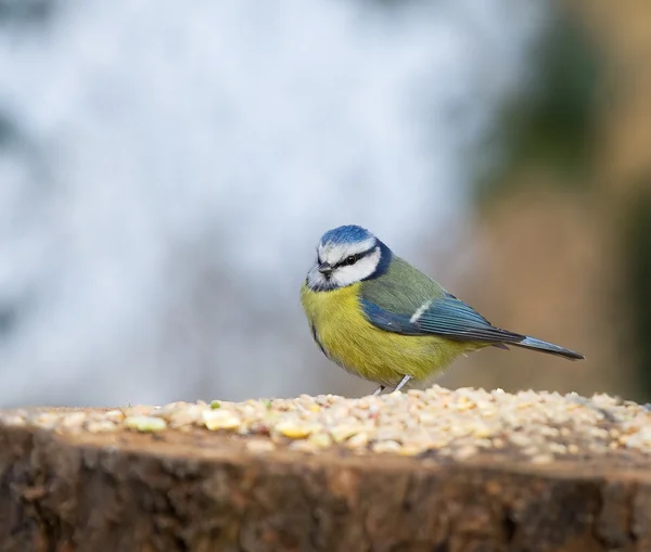 Blue Tit on seed table — Stock Photo, Image