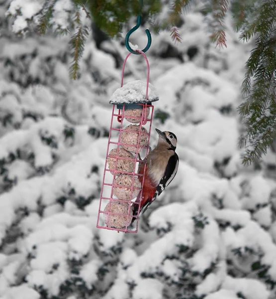 Gran pájaro carpintero moteado en nieve —  Fotos de Stock