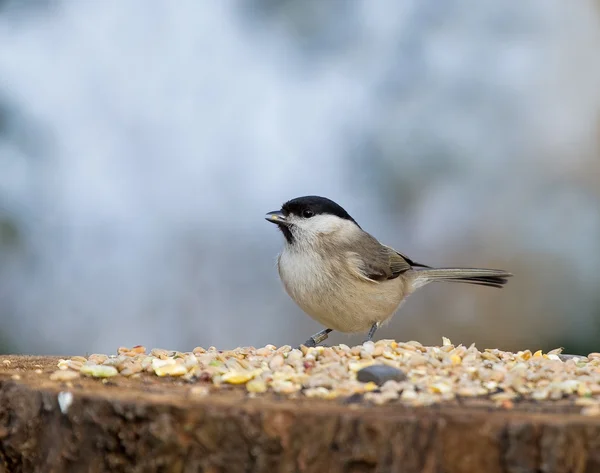 Marsh Tit with seed — Stock Photo, Image