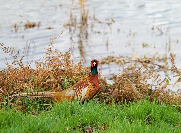 Common Pheasant by water — Stock Photo, Image