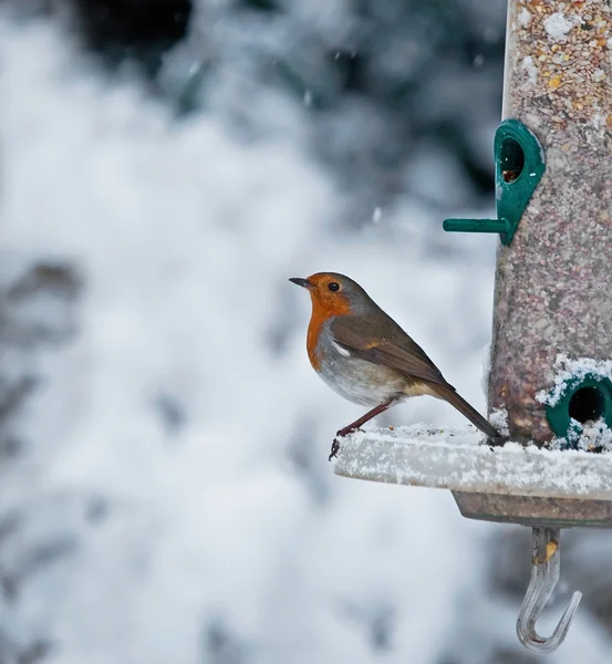 Robin en sneeuw — Stockfoto