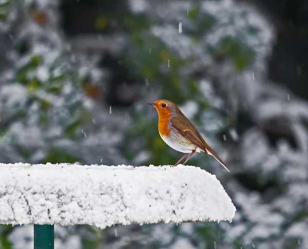 Robin en alimentador nevado — Foto de Stock
