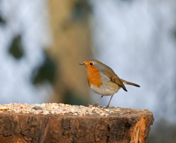 Robin with seed — Stock Photo, Image