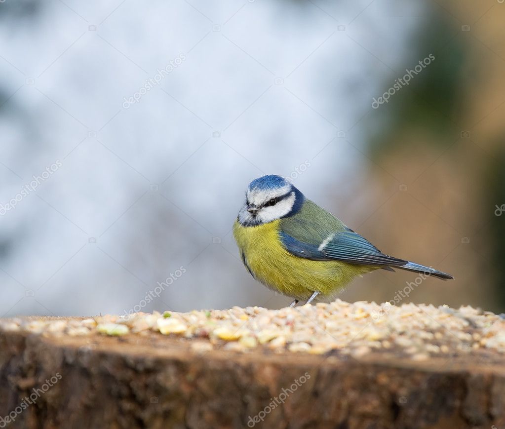 blue tit seed