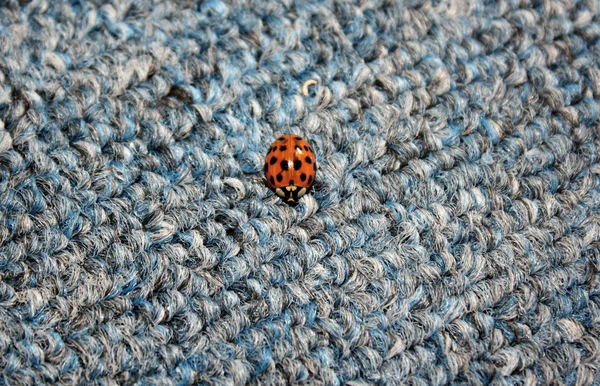 Lady bug op tapijt Stockfoto