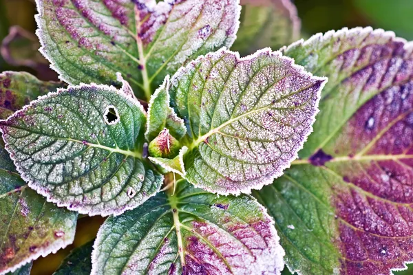 Frosted Hydrangea Leaves — Stock Photo, Image