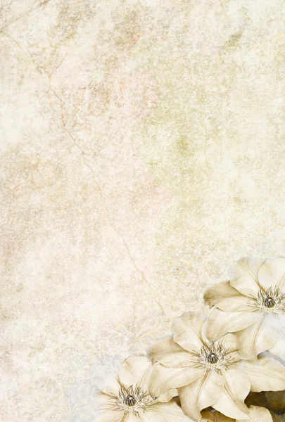 Floral Background — Stock Photo, Image