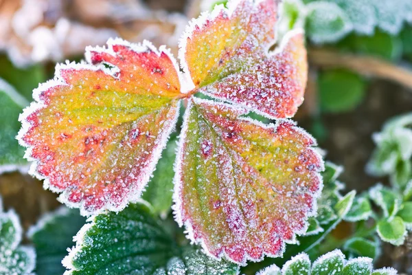 Frosted Strawberry Leaves — Stock Photo, Image