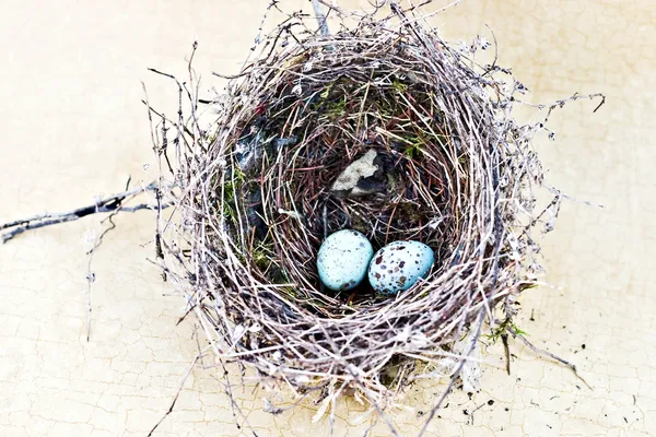 Nest und Eier — Stockfoto