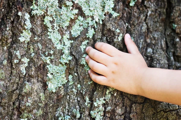 Mão de criança em uma árvore . — Fotografia de Stock