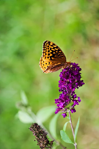 Grande farfalla fritillare lustrino — Foto Stock