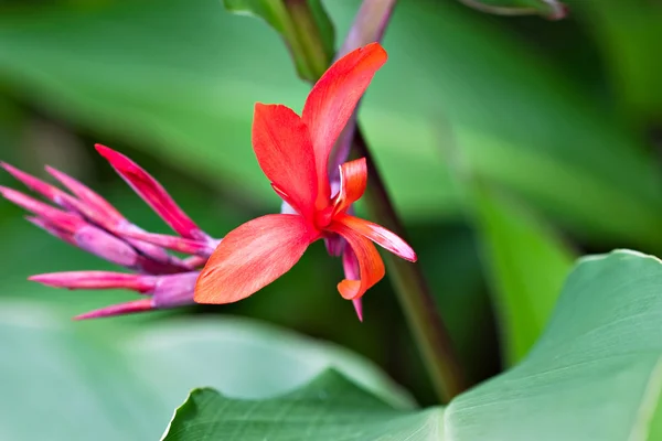 stock image Canna Lily