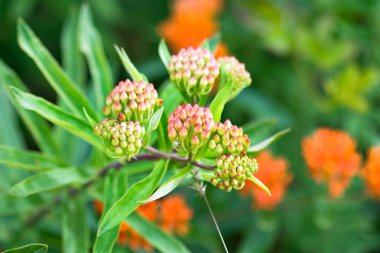 Butterfly Weed clipart
