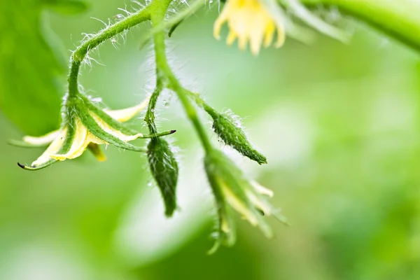토마토 식물 꽃 — 스톡 사진