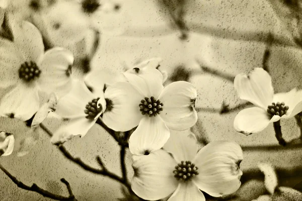 Hartriegelblüten — Stockfoto