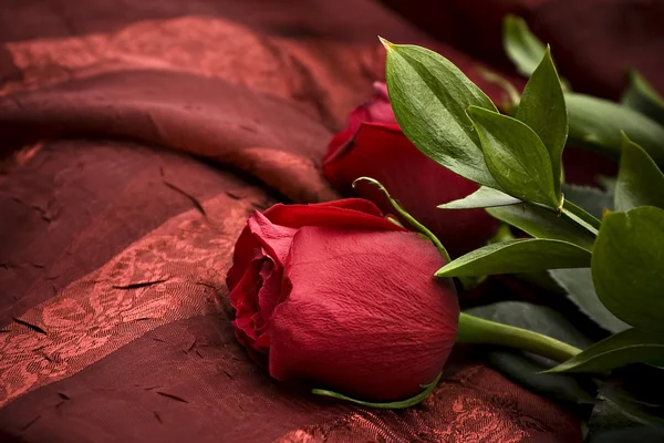 Rose rosse a stelo lungo — Foto Stock