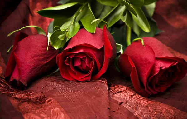 Langstielige rote Rosen — Stockfoto