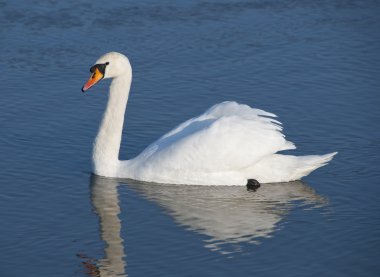 White swan clipart