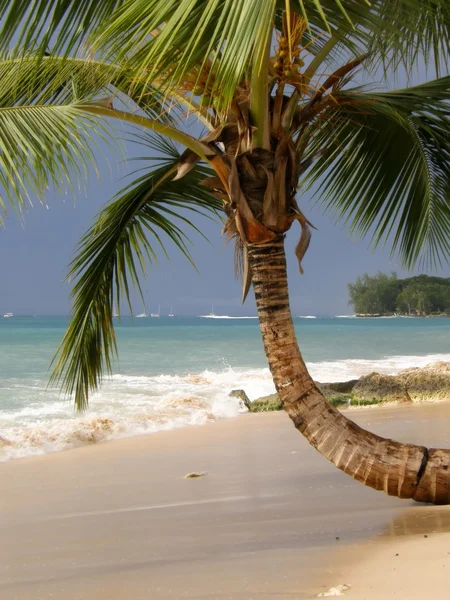 Palmier sur plage — Photo