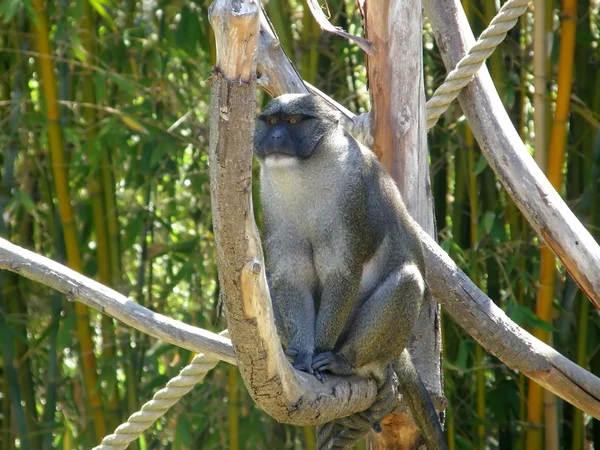 野生猴子 — 图库照片