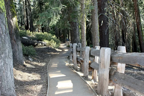 Stock image Pathway in forest