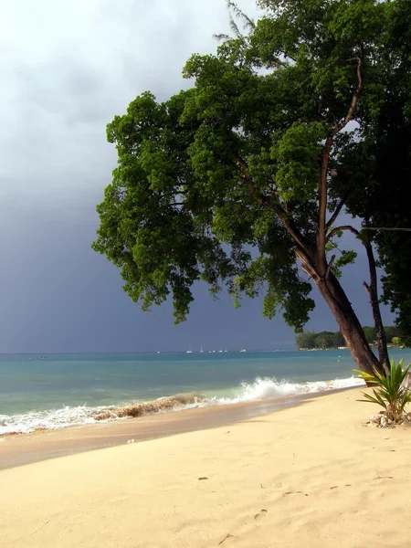 Copac pe plajă — Fotografie, imagine de stoc