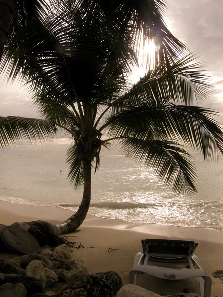 Пальмы и океан на закате — стоковое фото