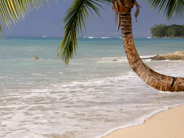 Пальма на пляже — стоковое фото