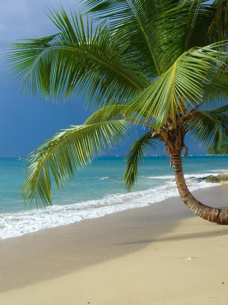 Palmboom op het strand — Stockfoto