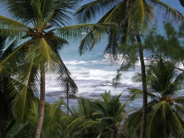 Palme e oceano — Foto Stock