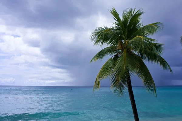 Palmboom en oceaan — Stockfoto