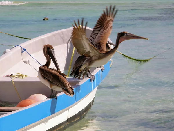 Pelikan auf dem Boot — Stockfoto