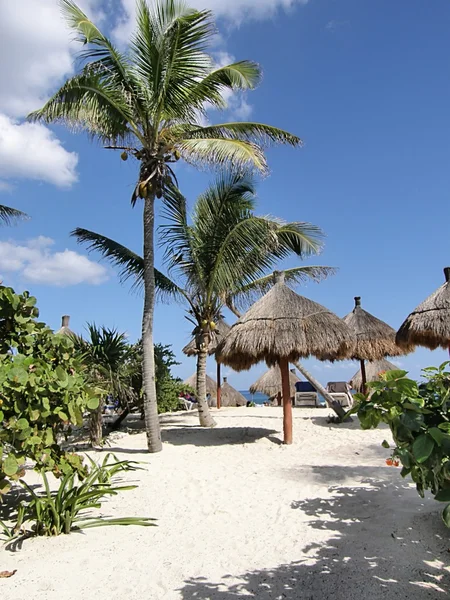 Palmiers sur plage — Stock Photo, Image