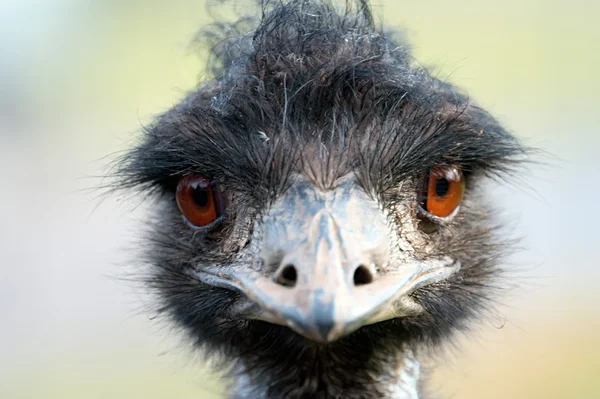 Retrato de avestruz —  Fotos de Stock
