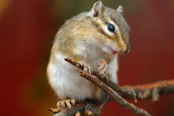 stock image Chipmunk