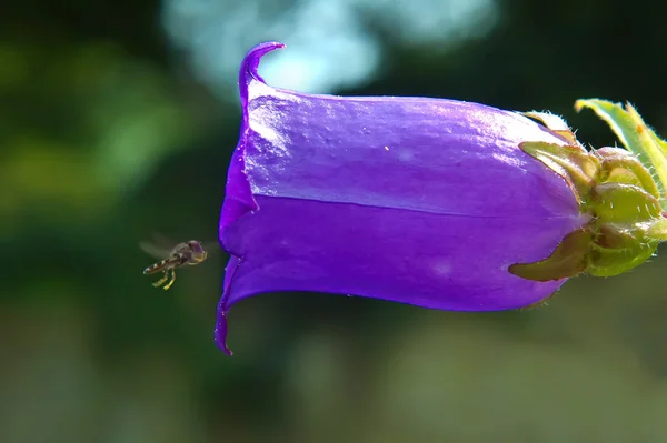 Bug και λουλούδι — Φωτογραφία Αρχείου