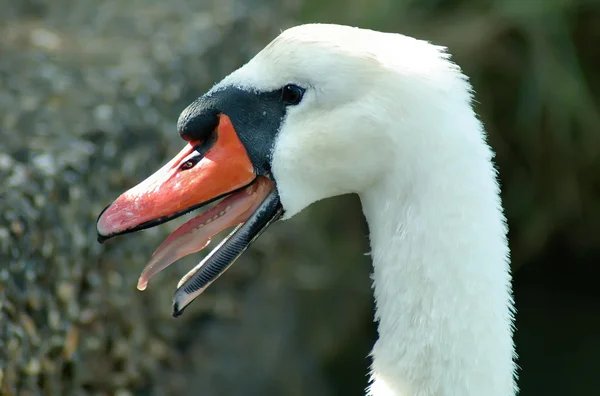 Swan with tongue — 图库照片