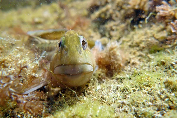 stock image Underwater dweller