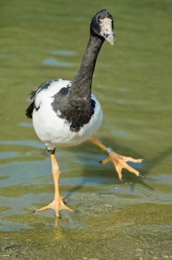 Magpie goose clipart